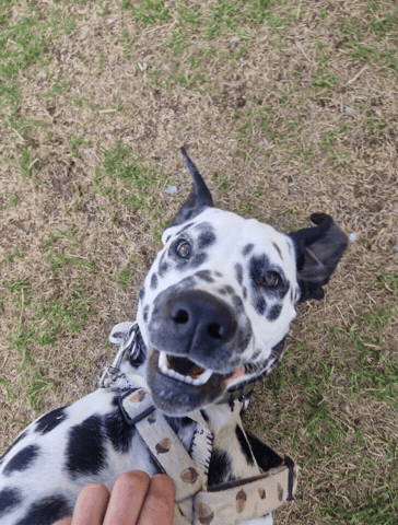 Hot Dog Annie GIF