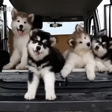 Confused Dogs GIF - Find & Share on GIPHY