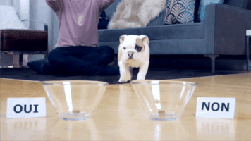English Bulldog Internet GIF