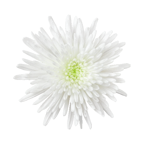 Dekker Chrysanten Sticker