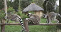loop line long lemurs ludicrously GIF