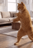 Fight Cats GIF