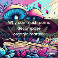 ExplainingWhy-mushrooms-decomposition-organic-materials-wNCDDcDTkU7zn9d5HW