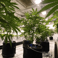 Grow House GIF by Exclusive Brands