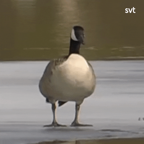 Oh No Duck GIF door SVT