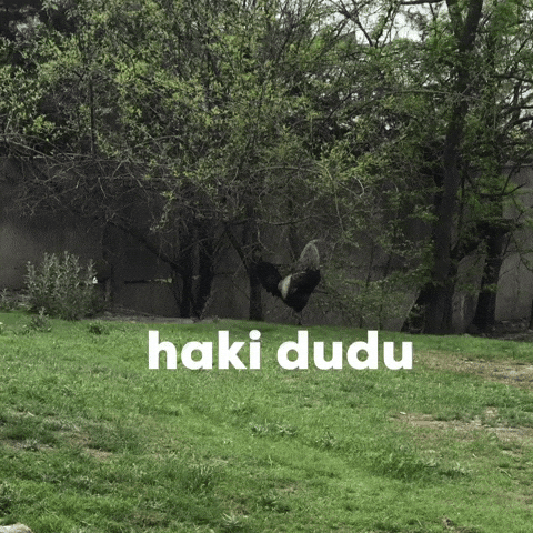 Abuni Sikan Xoroz GIF