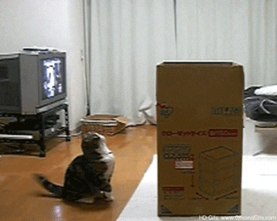 maru jumping GIF