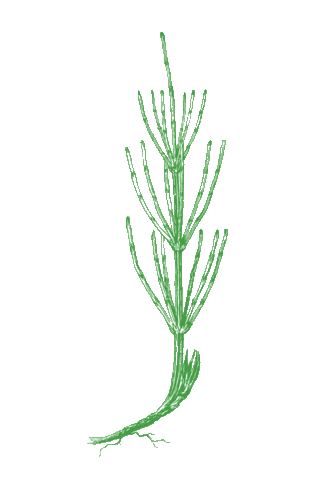 Bloomin' Axilla Sticker