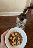 Cat Food GIF by instinctpetfood