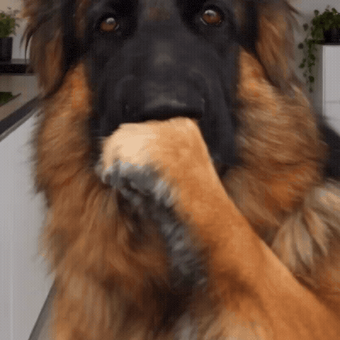 Dog GIF