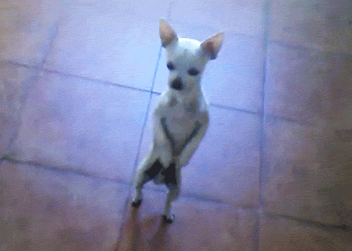 White pup dancing on tiles