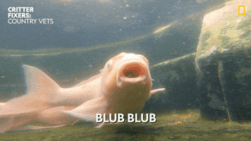 National Geographic Swimming GIF by Nat Geo Wild