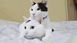 giphy.gif