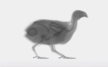 egg quail GIF
