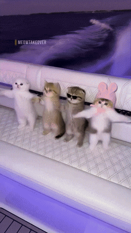 Dance Cat GIF