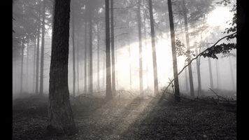 Forest Minds GIF
