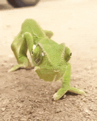 chameleon-wZQBoc6V821fSJMrRO
