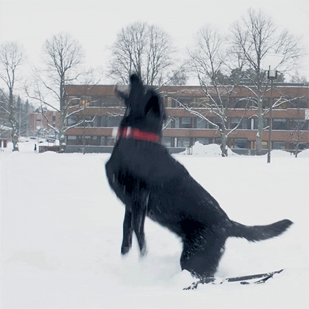 aaltouniversity love happy dog snow GIF