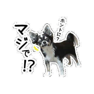 Chihuahua Sticker