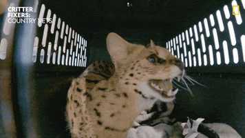 Stay Back Leave Me Alone GIF by Nat Geo Wild
