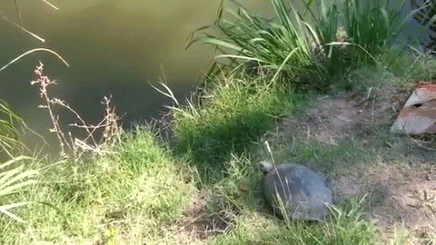 turtle habitat GIF