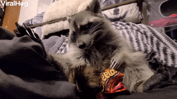 Cute Raccoon Enjoying A Crunchy Snack GIF by ViralHog