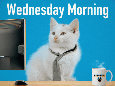 Cat-office-work GIFs - Get the best GIF on GIPHY