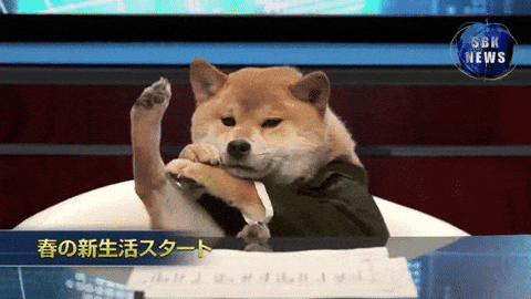 Shiba Inu Gifs Get The Best Gif On Giphy
