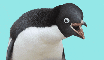 Digital art gif. Penguin cutout with rolling eyes opens its beak widely and squawks, "NO!," which appears as text inside a yellow speech bubble.