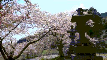 cherry blossoms GIF