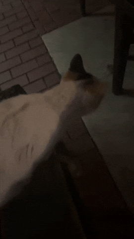 Cat GIF