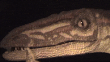 Dinosaur GIF