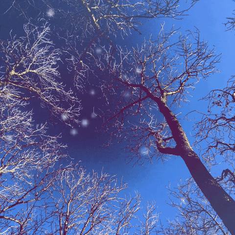 Winter Tree Spirits GIF