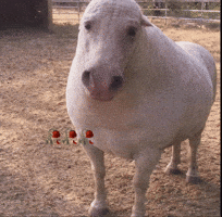Horse Pig GIF