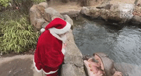 Santa Visits Fiona and Friends at Cincinnati Zoo