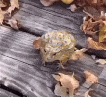 Frog Laugh Jump GIF