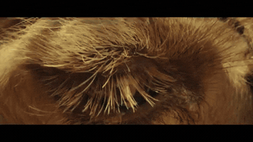 Prithviraj Sukumaran GIF