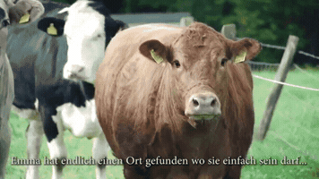 cihancimen  GIF