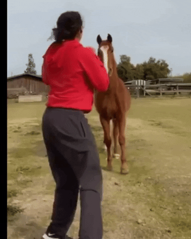 dezmineann fight black lets go horse GIF
