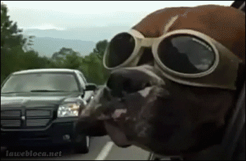 Driving Road Trip GIF - Find & Share on GIPHY