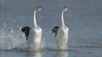 Pbs Nature Geese GIF by Nature on PBS
