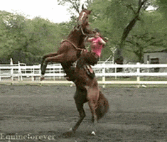 horse bucking GIF