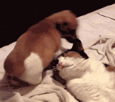 Very Funny Puppy GIF