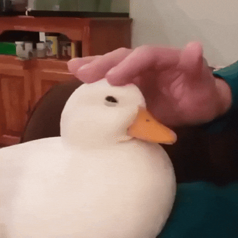 urocza kaczka GIF