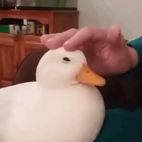 adorable duck GIF