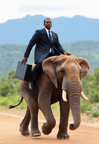 Pincel-app-elephant-taxi-transport-wt64anUvXO4Fa6D9f6