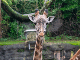 Giraffe GIF