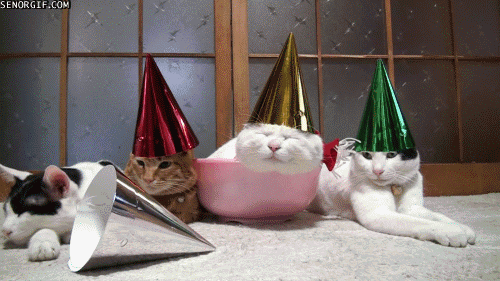 Best Of Week Happy Birthday Cat GIF by Cheezburger - Find & Share ...