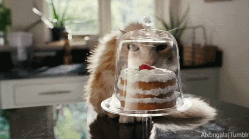 Gateau Gifs Get The Best Gif On Giphy