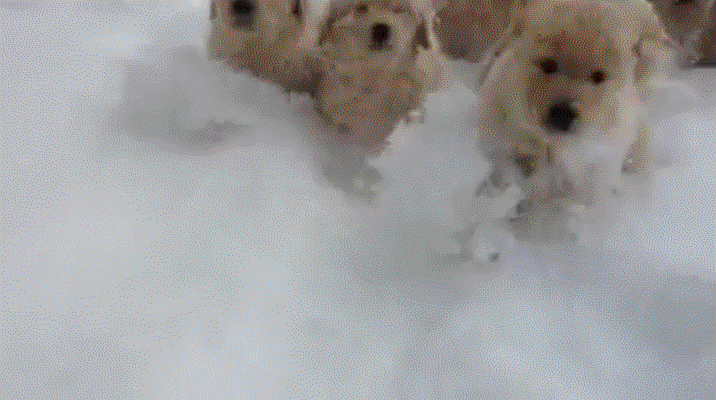 Image result for dog in the snow gif